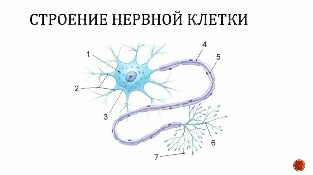 Нервная клетка. 2. Аксон нейрона. Тело нейрона. Ядро нейрона строение и функции.