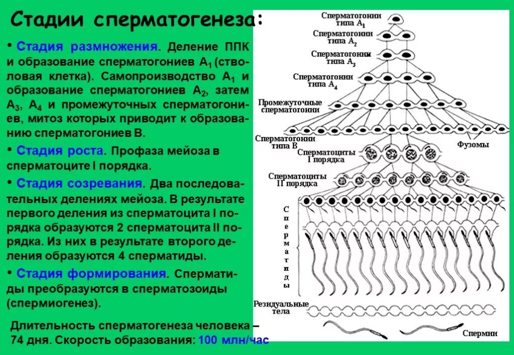 Этапы сперматогенеза 6 этапов. Сперматогенез. Стадия формирования сперматогенеза. Фазы сперматогенеза. Этапы сперматогенеза.