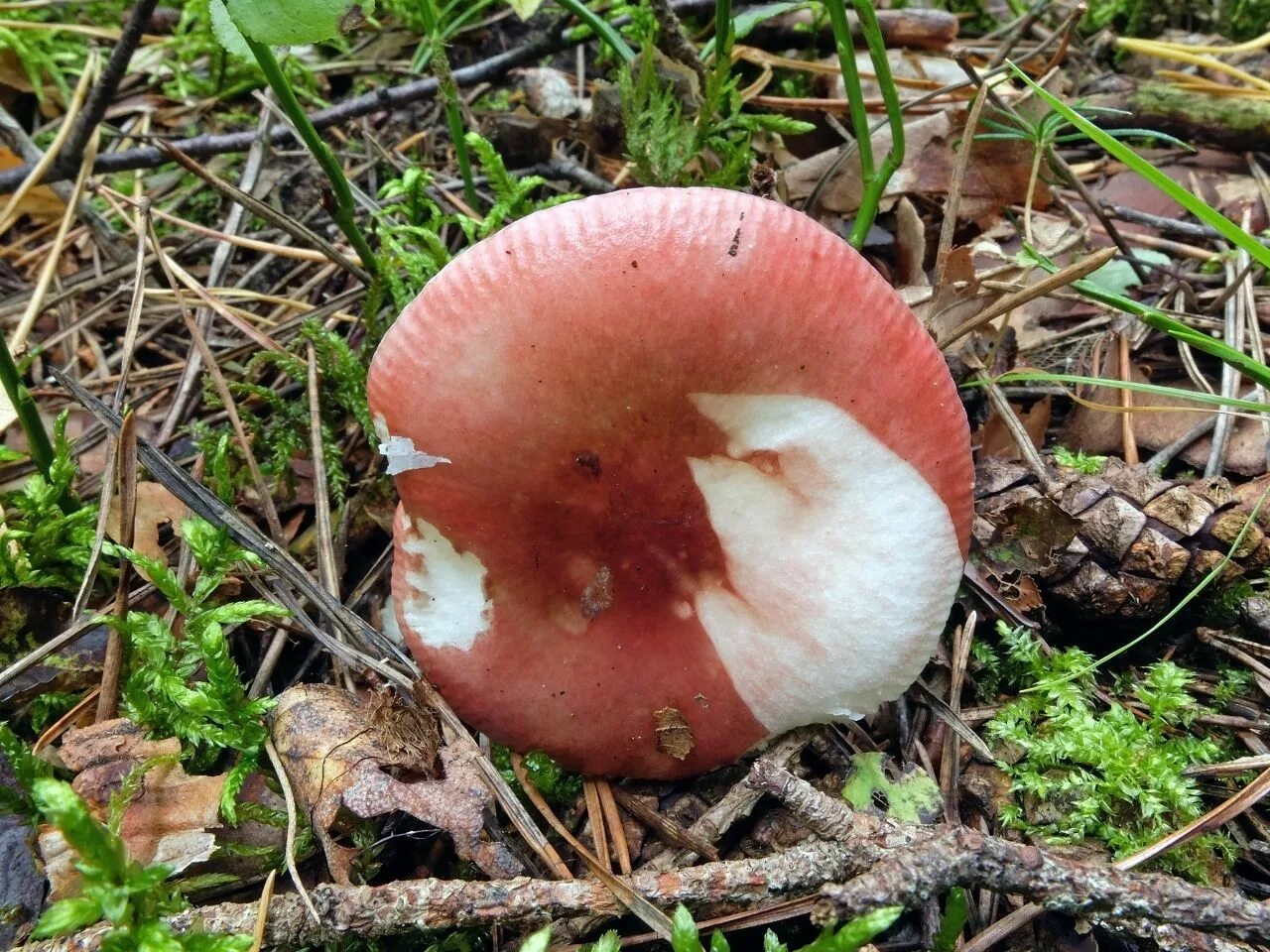 Сыроежка вильчатая. Сыроежка Чешуйчатая (Russula virescens). Сыроежка пластинчатый гриб. Сыроежка остроедкая (Rússula Sardónia).