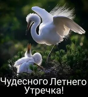 Красивая природа птицы