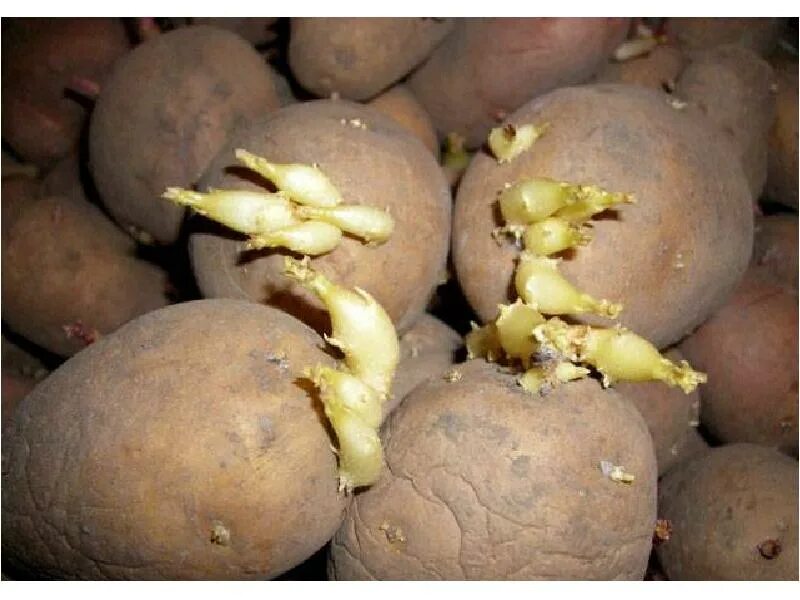 Можно ли есть картошку если она проросла. Прорастание Глазков картофеля. Пророщенный клубень картофеля. Картошка с ростками. Семенная картошка.
