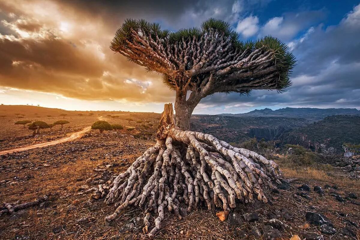 Драконов дерево фото. Драконовые деревья на острове Сокотра. Деревья острова Сокотра Йемен. Сокотра Йемен драконовое дерево. Бутылочные деревья острова Сокотра.
