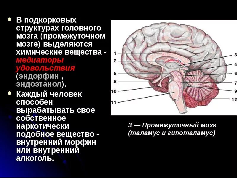 Дисфункция неспецифических структур головного мозга. Срединные неспецифические структуры мозга. неспецифические срединные структуры головного мозга что это. срединно стволовые структуры головного мозга. дисфункция стволовых подкорковых структур головного мозга.