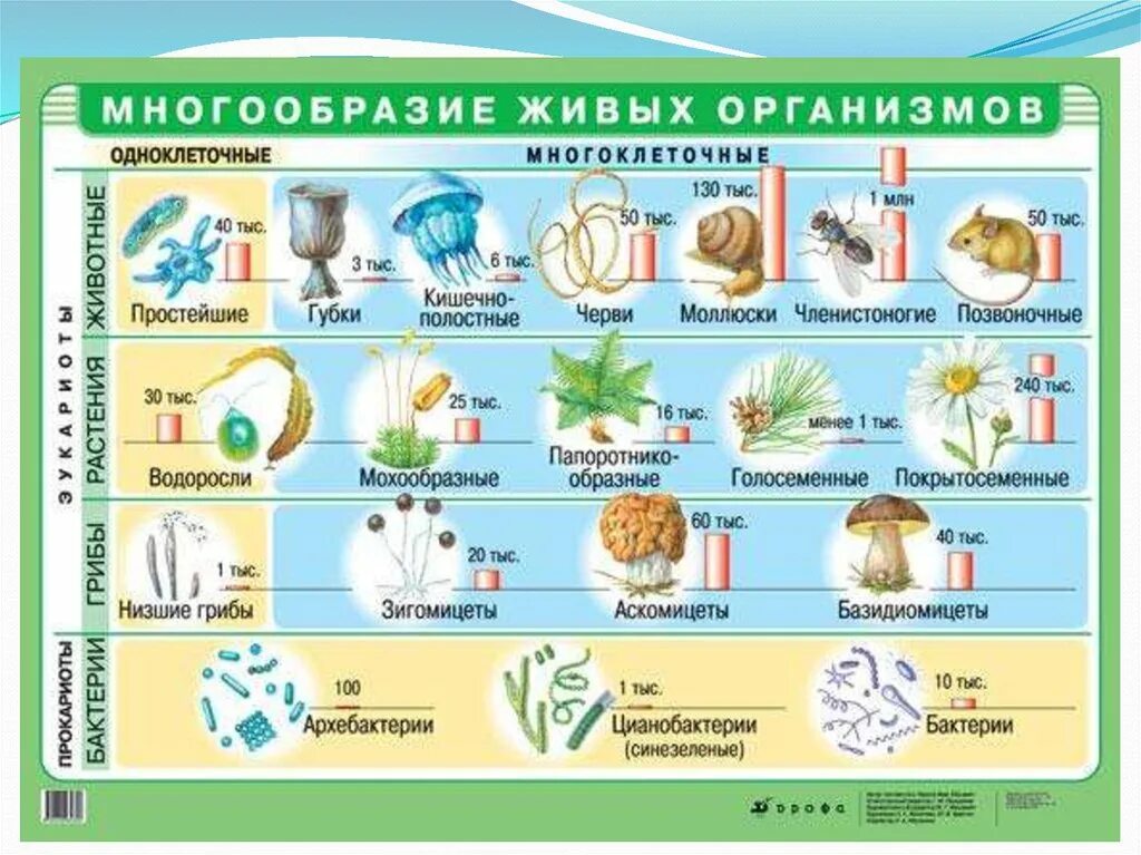 Количество живых организмов на земле. Многообразие живых организмов. Наглядные пособия по биологии. Разнообразие организмов на земле. Многообразие форм живых организмов.