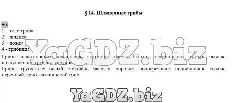 Изучение строения плодовых тел шляпочного гриба. Лабораторная работа строение плодового тела шляпочного гриба. строение шляпочного гриба. шляпочные грибы лабораторная работа. лабораторная работа по биологии строение шляпочного гриба.