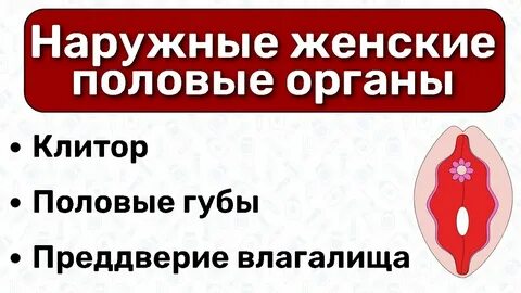 Цвет половых губ женщины