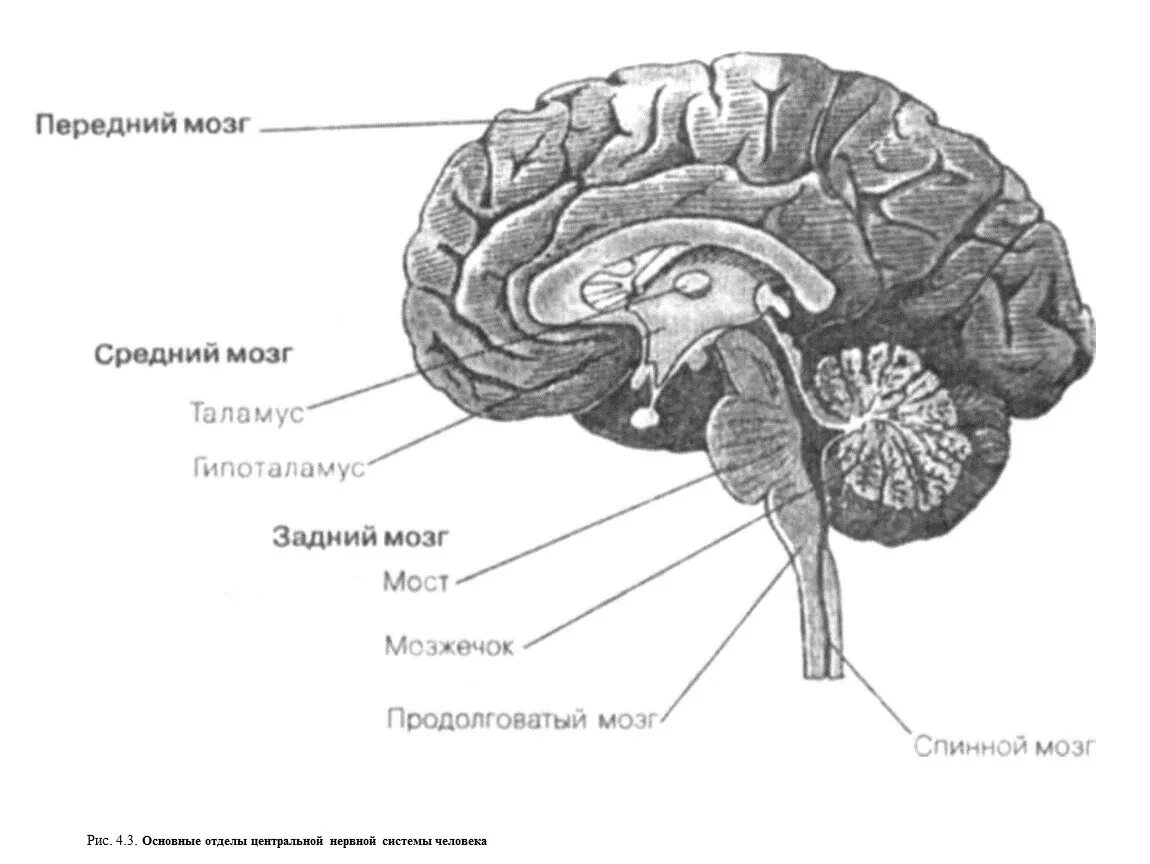 Головной мозг и спинной мозг анатомия. Головной и спинной мозг схема. Строение головного мозга и спинного мозга. ЦНС головной мозг анатомия. Головной мозг 7 класс