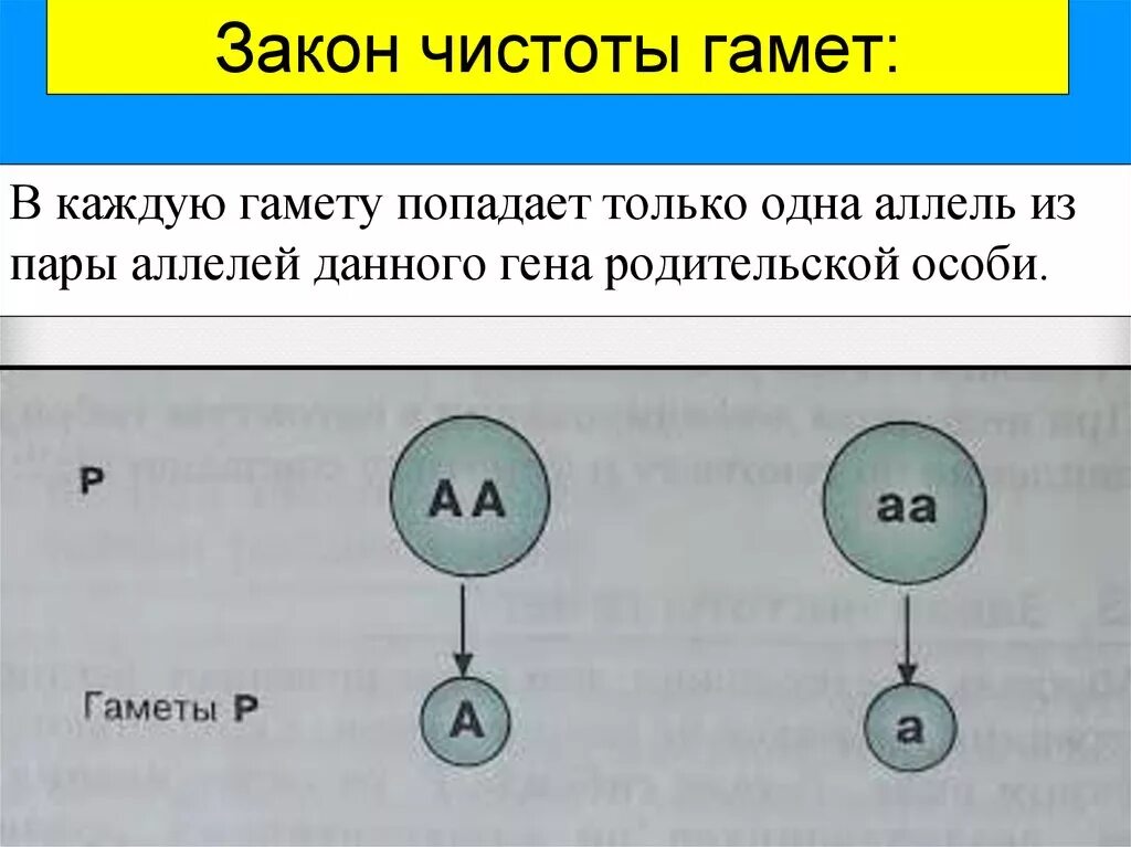 Закон чистоты гамет формулировка. Закон чистоты гамет Менделя. Закон чистоты гамет схема. Чистота гамет это.