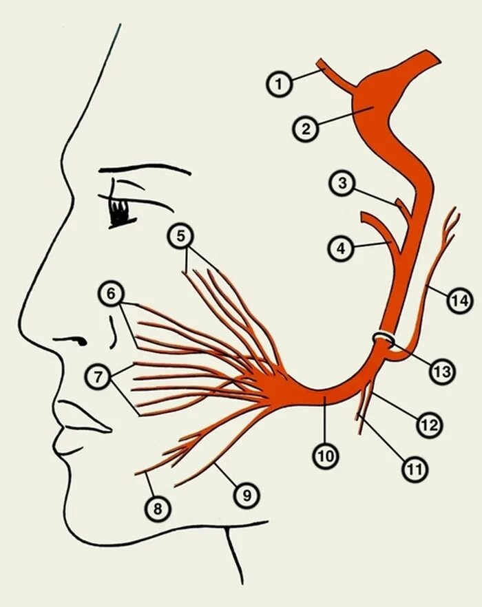 Ветви лицевого нерва схема. Топография ветвей лицевого нерва. Лицевой нерв анатомия схема. Лицевой нерв анатомия ветви.