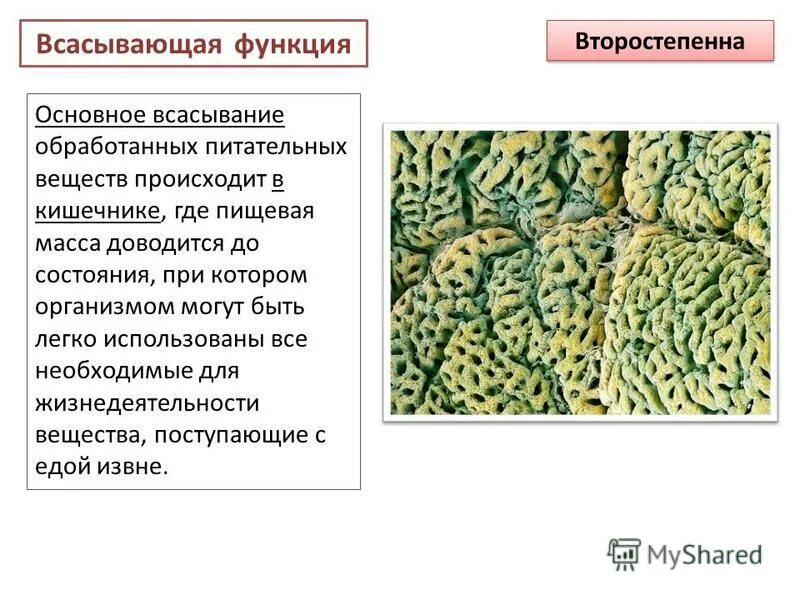 Основное всасывание веществ происходит. Всасывающая функция желудка. всасывание питательных веществ происходит в. всасывание питательных веществ происходит в основном в. всасывание основной массы питательных веществ.