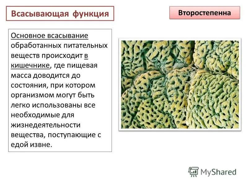 Всасывание питательных веществ. Где происходит всасывание питательных веществ. Всасывающая функция желудка. Где происходит всасывание основной массы питательных веществ?.