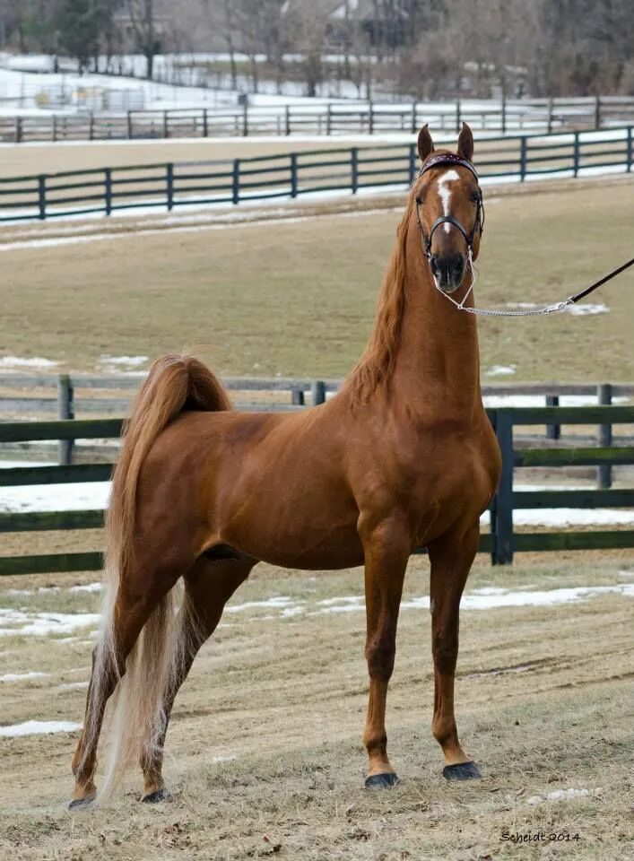Американская верховая. Американская верховая сэддлбред. Американская верховая лошадь (сэддлбред). Теннессийская прогулочная лошадь. Теннессийская порода лошадей.