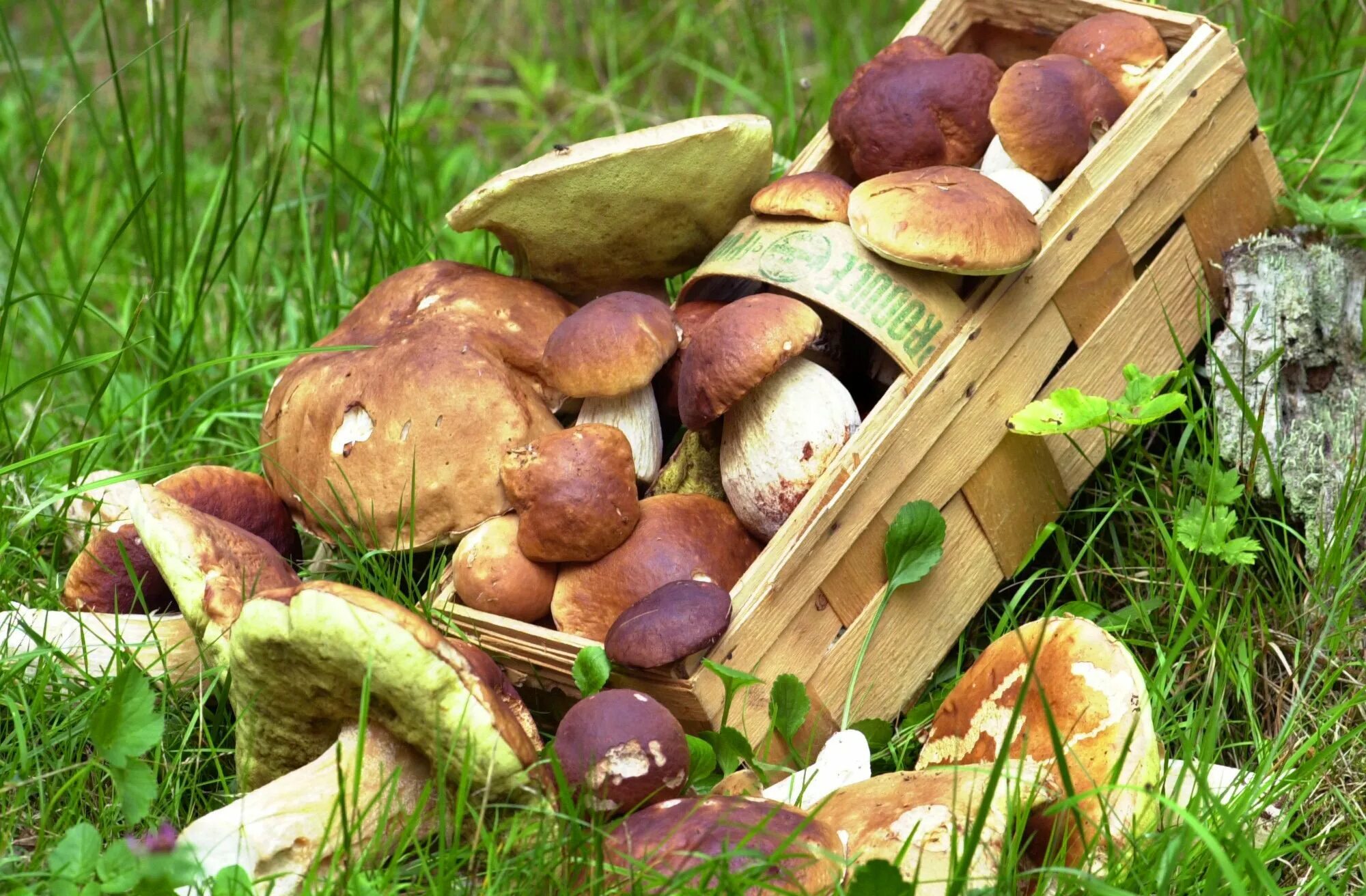 Хороша грибами время года. Грибы в лесу. Урожай грибов. Много грибов. Грибные места.