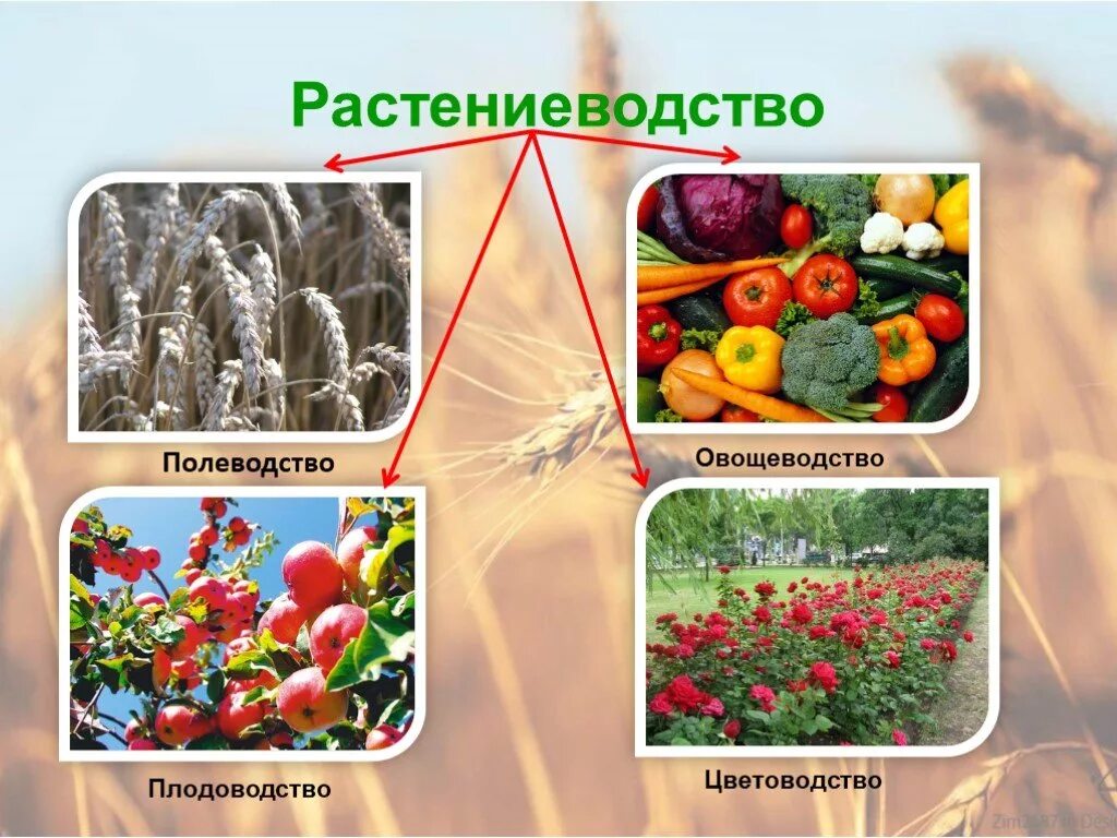 Какая какое овощеводство. Растениеводство. Растениеводство в нашем крае. Растениеводство культурные растения. Слайд Полеводство.