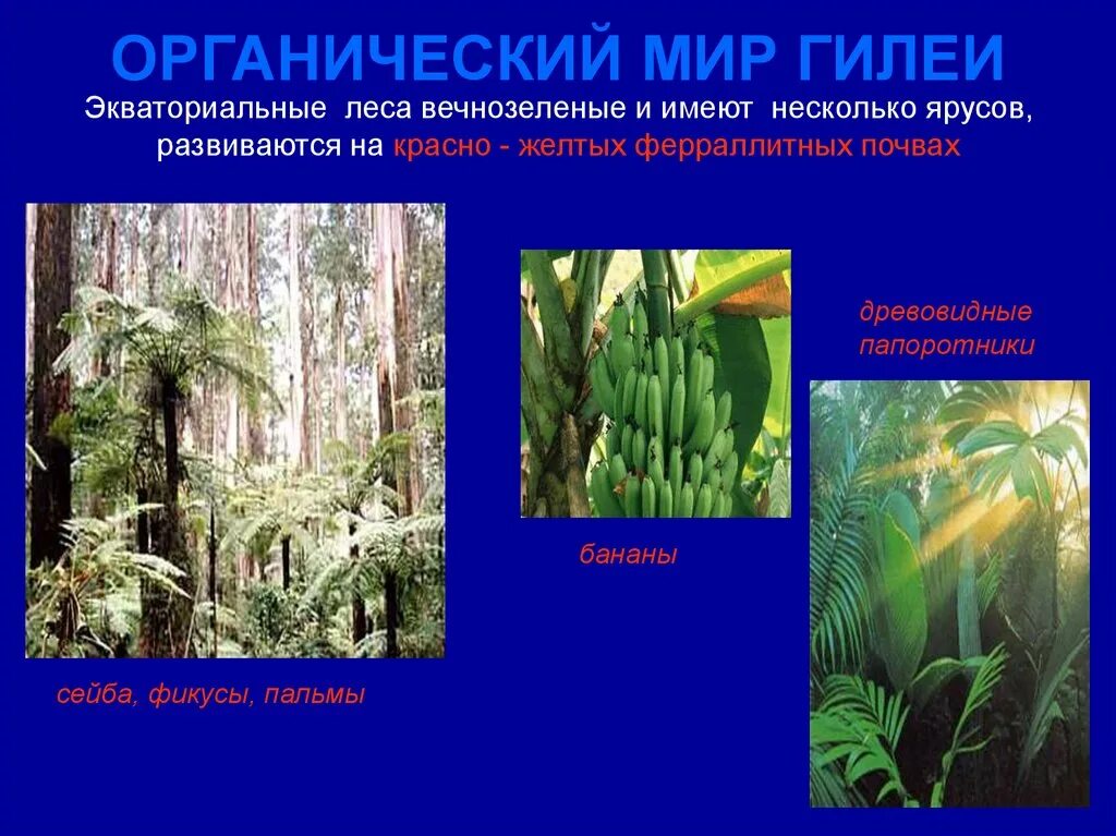 Растения постоянно влажных лесов. Растения постоянно влажных лесов. Животные в влажно экваториальных лесах. Растения постоянно влажных лесов. Растения гилеи пальма рафия.