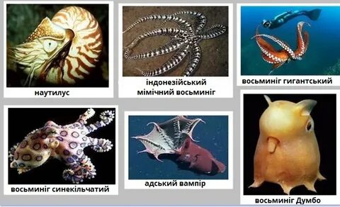 Класс головоногие представители