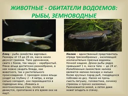 Сообщение об 1 2 обитателях пресных вод