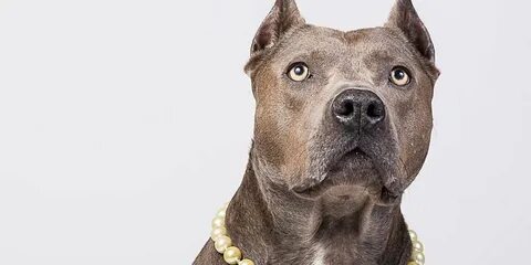 It isn t a dog