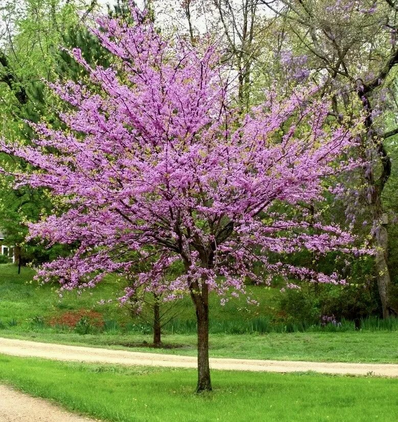 Церсис фото и описание. Церцис канадский Cercis canadensis. Церцис Иудино дерево. Багрянник Европейский Иудино дерево. Церцис канадский (багрянник).