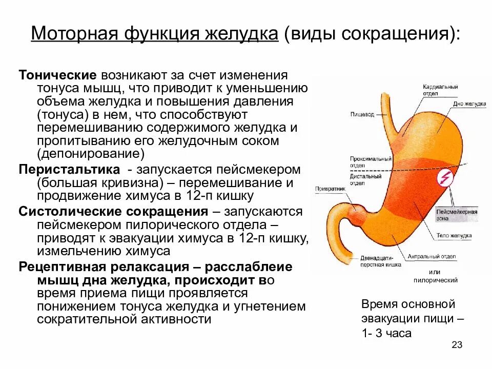 Перечислите этапы осуществления моторной функции желудка. Виды моторной активности органов ЖКТ. Двигательная функция желудка. Моторная деятельность желудка физиология. Маркеры желудка