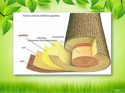 Внутренний слой коры дерева