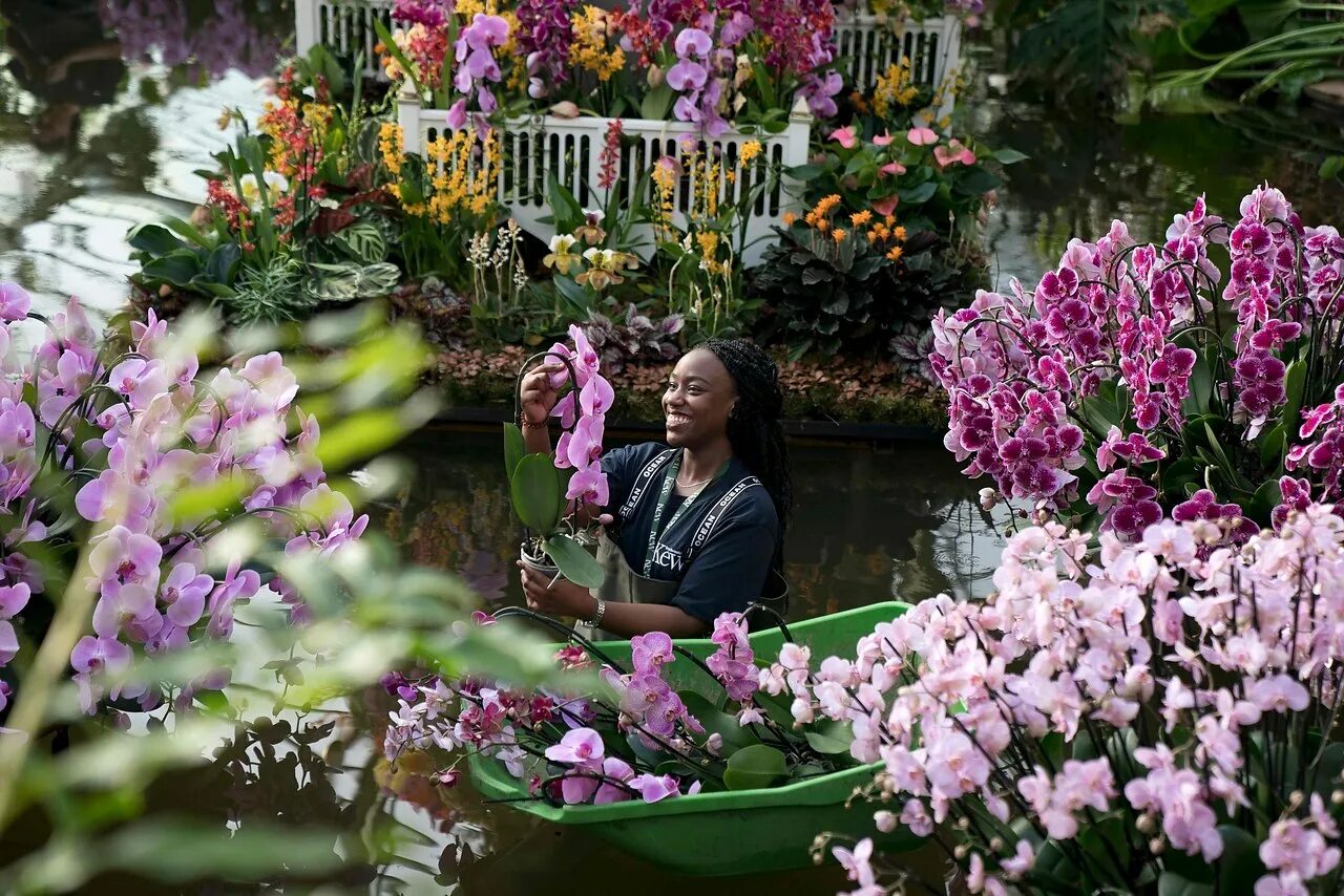 Фаленопсис London. Сад орхидей (Bali Orchid Garden) Индонезия. Ботанический сад Кью орхидеи. Королевский орхидейный Ботанический сад Австралия. Джун остров орхидей