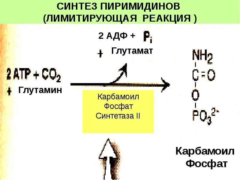 27 синтезы. Синтез пиримидинов (лимитирующая реакция ). Биосинтез пиримидинов. Синтез пиримидинов реакции. Глутамат Синтез реакция.