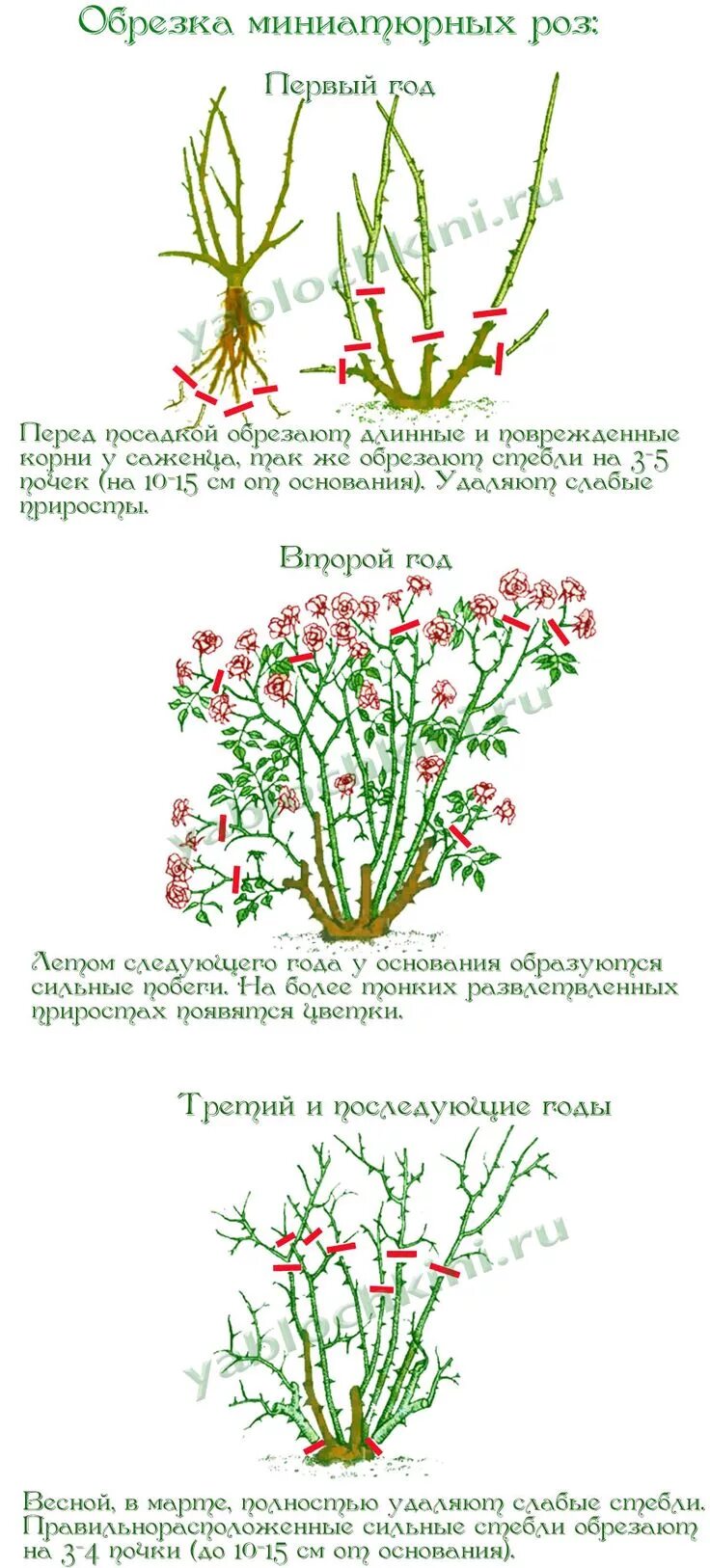 Схема обрезки чайно-гибридных роз. Летняя обрезка роз флорибунда. Схема обрезки роз флорибунда. Обрезка чайно-гибридных роз. Обрезать бутоны роз