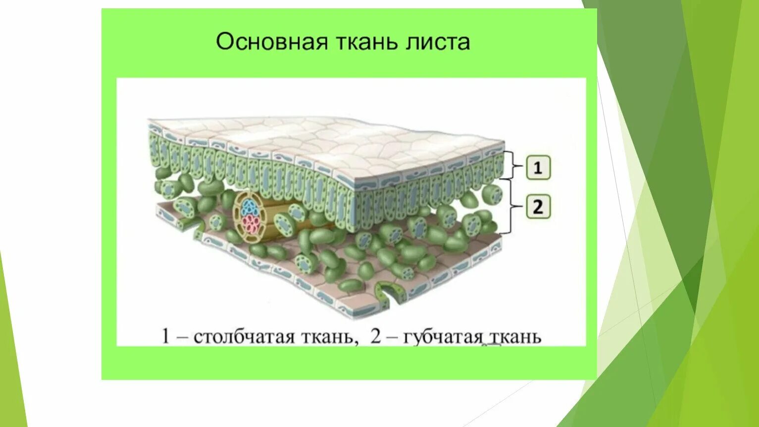 Строение губчатой ткани листа. Поперечное сечение листа основная ткань. Губчатая столбчатая ткань ткани растений. Строение листа основная ткань.