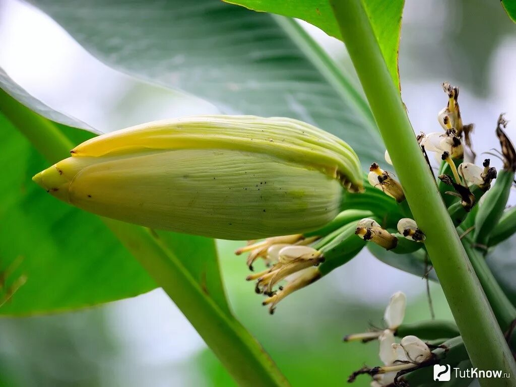 Карликовый банан (Musa acuminata ‘Tropicana’). Банан Кавендиш карликовый. Соцветие банана. Плоды банана Кавендиш.