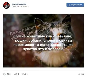 Как чувствуют животные