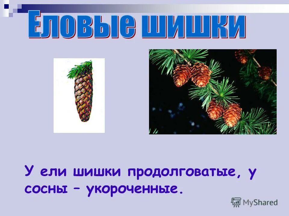 тест еловые шишки 4 класс с ответами