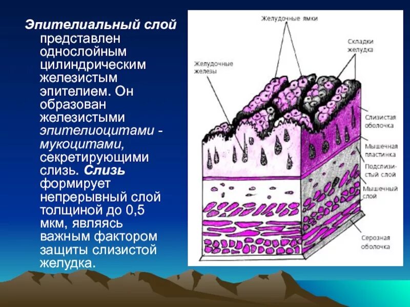 Многослойный железистый эпителий. Слои эпителия. Миоэпителиальный слой. Однослойный цилиндрический железистый эпителий. Эпителий клетки цилиндрического эпителия слизь