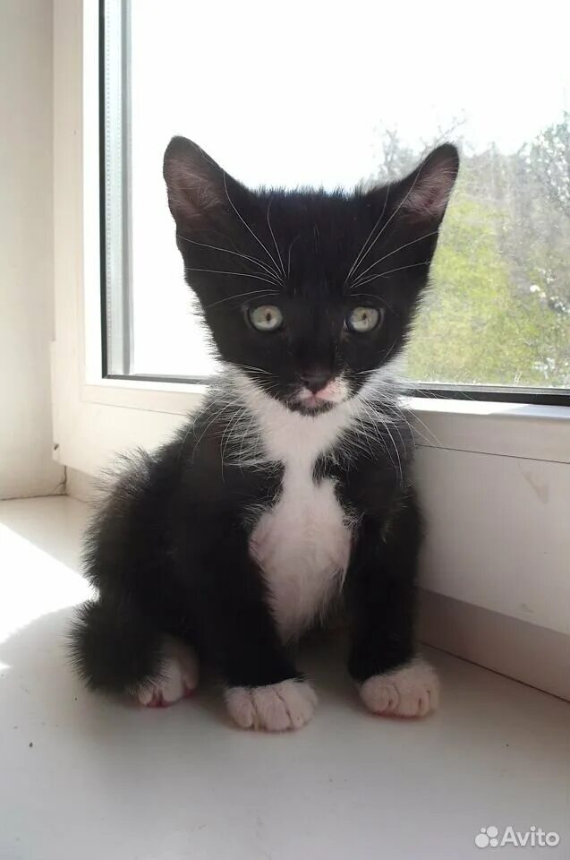 Купить кошку севастополь. Черный кот Севастополь. Приобрести котенка в Севастополе. Купить кота в Севастополе.