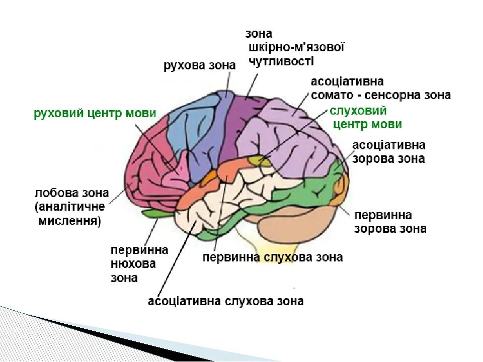 Очаги в коре головного мозга. Речевые зоны мозга Брока и Вернике. Зоны анализаторов в коре головного мозга. Локализация центров речи в коре. Речевой центр в головном мозге.