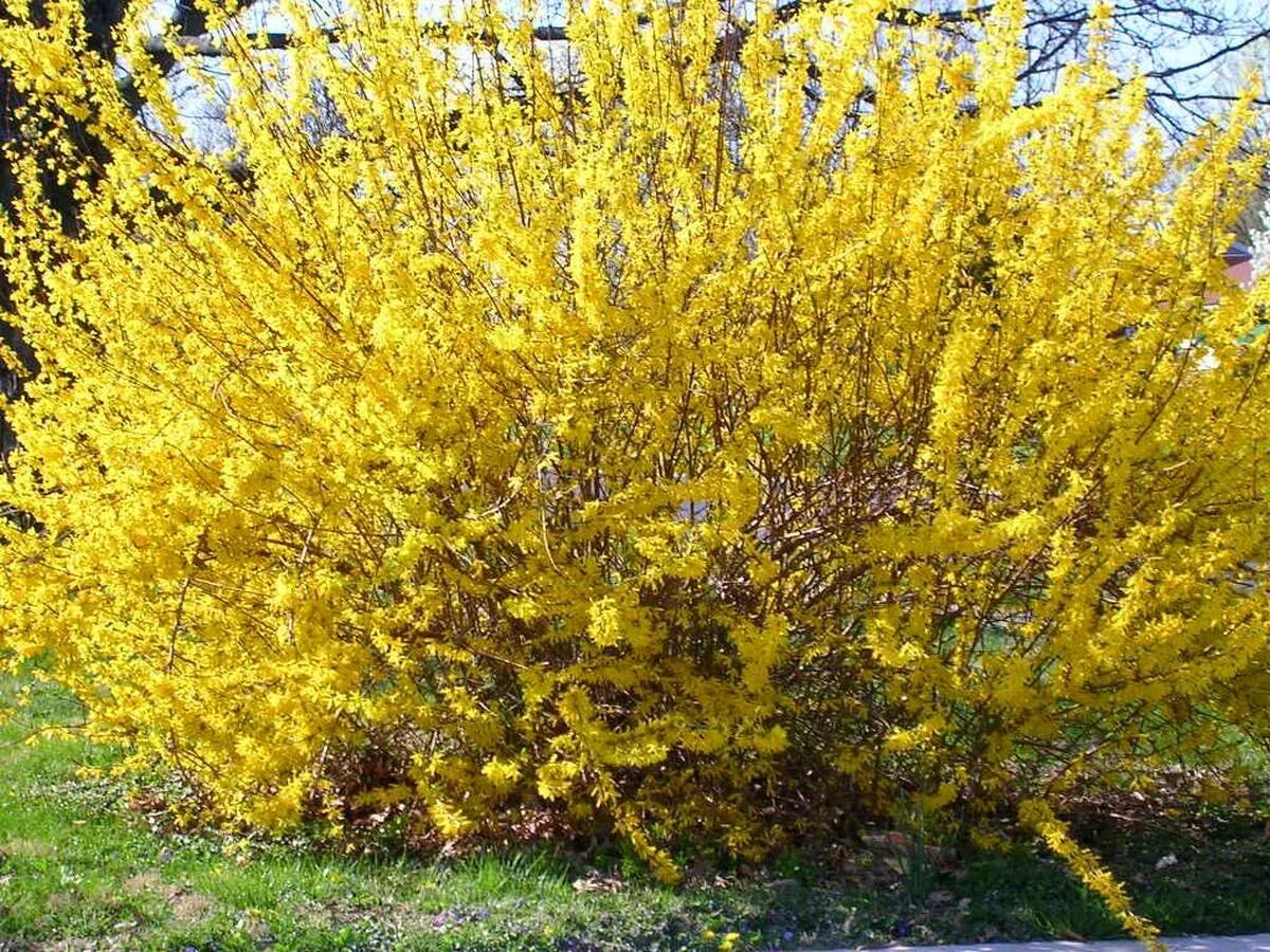 Ранний желтый кустарник фото. Форзиция Goldzauber. Форзиция Медоуларк. Форзиция Вариегата. Форзиция Кумсум.