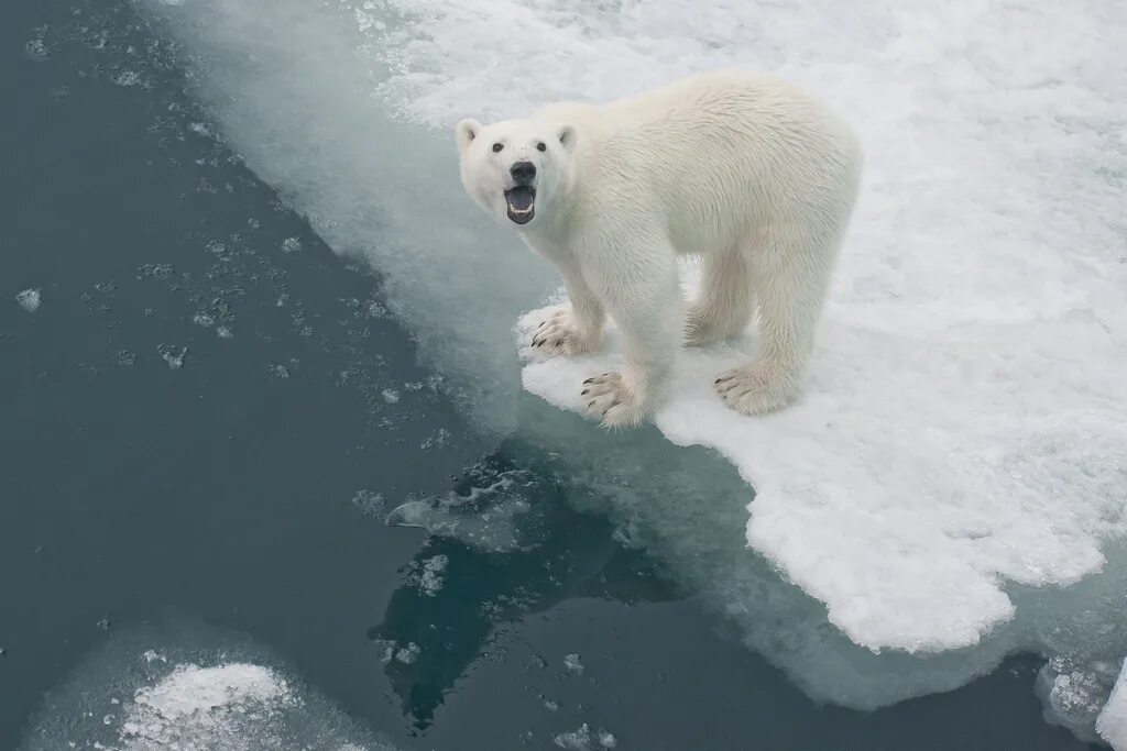 На льдах какого залива обитают белые. Белый медведь в море. Белые медведи на белом море. Белый медведь на берегу Баренцева моря. Белые медведи чукотско-Аляскинская.