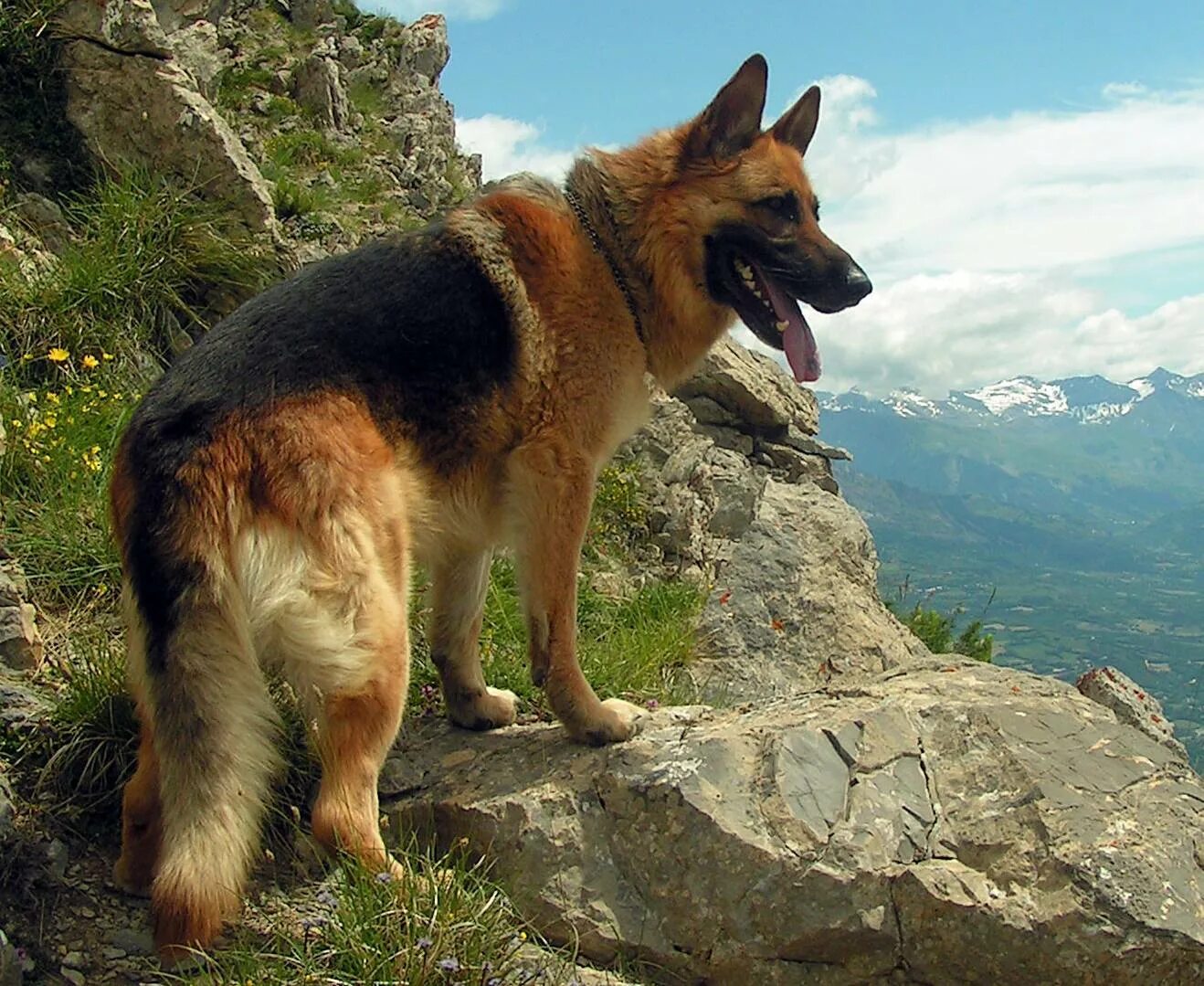 Собака на немецком. Овчарка Дауфмана. Баварская овчарка Shepherd.