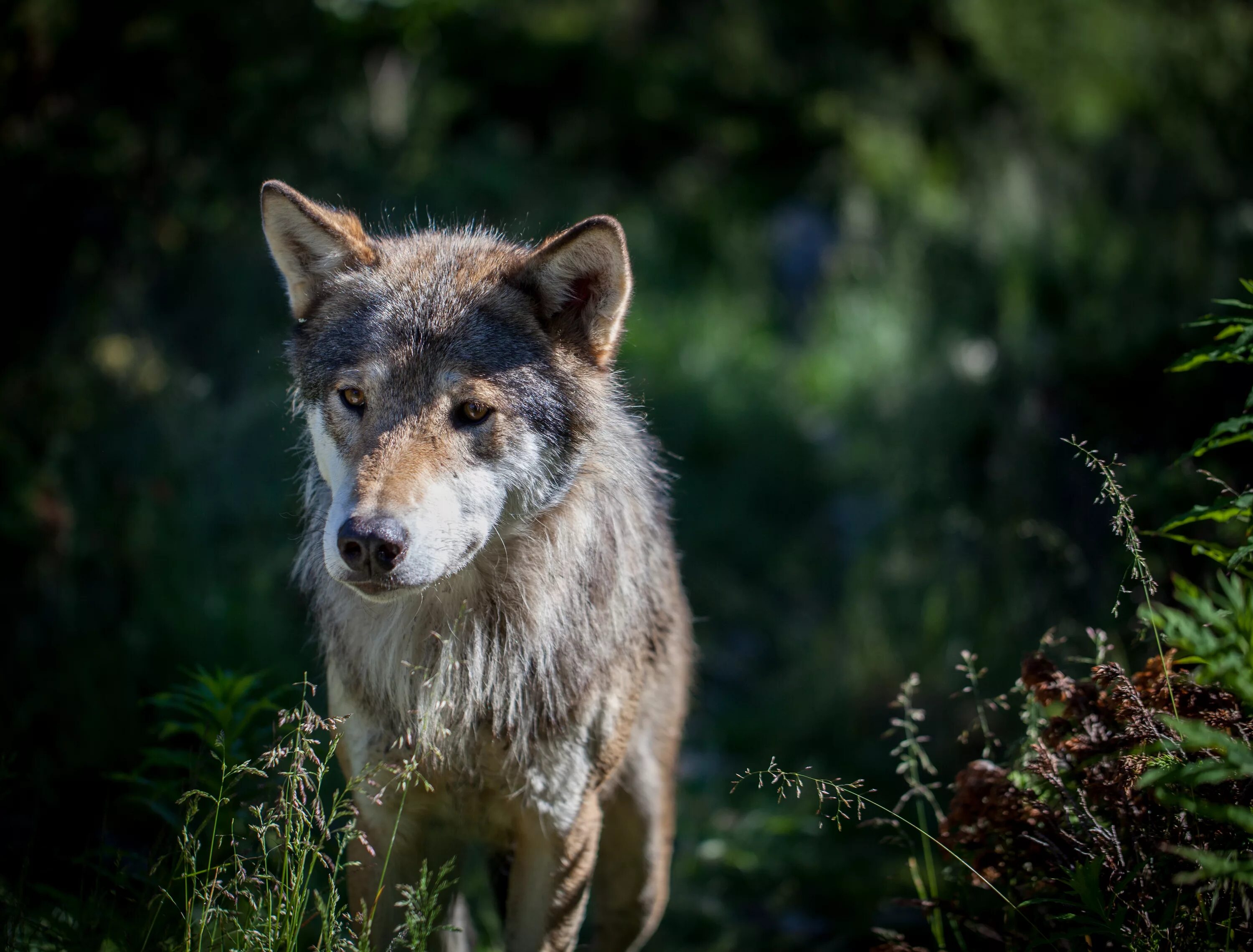 Картинка волк. Волк canis Lupus. Карпатский волк. Евразийский волк. Евроазиатский волк.