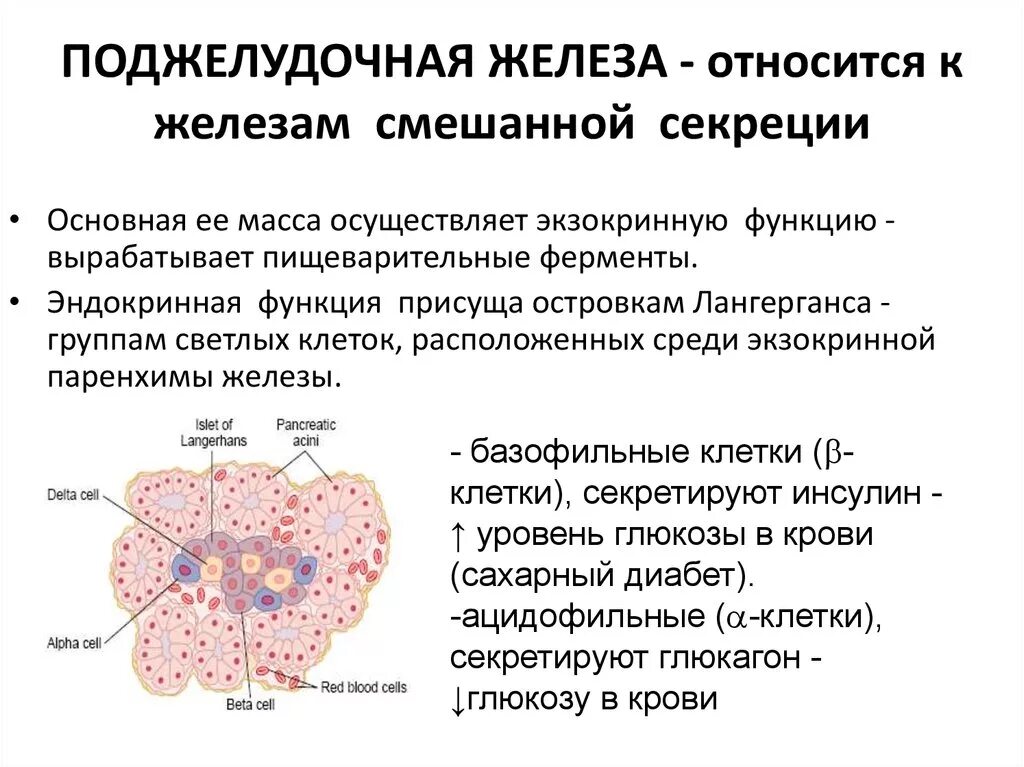 Поджелудочная железа железа смешанной секреции. Поджелудочная железа относится к железам. Внутренняя секреторная функция поджелудочной железы.. Поджелудочная железа - это железа секреции.. Какие железы являются смешанной секреции