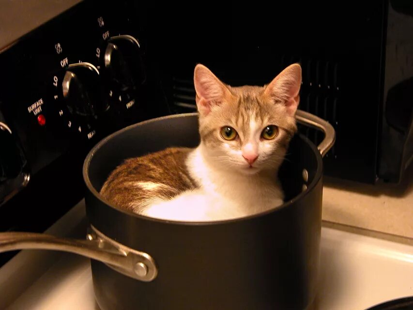 Кошка в кастрюле. Суп с котом. Коты в сковородах. Кот в кастрюле на плите. Варят кошек