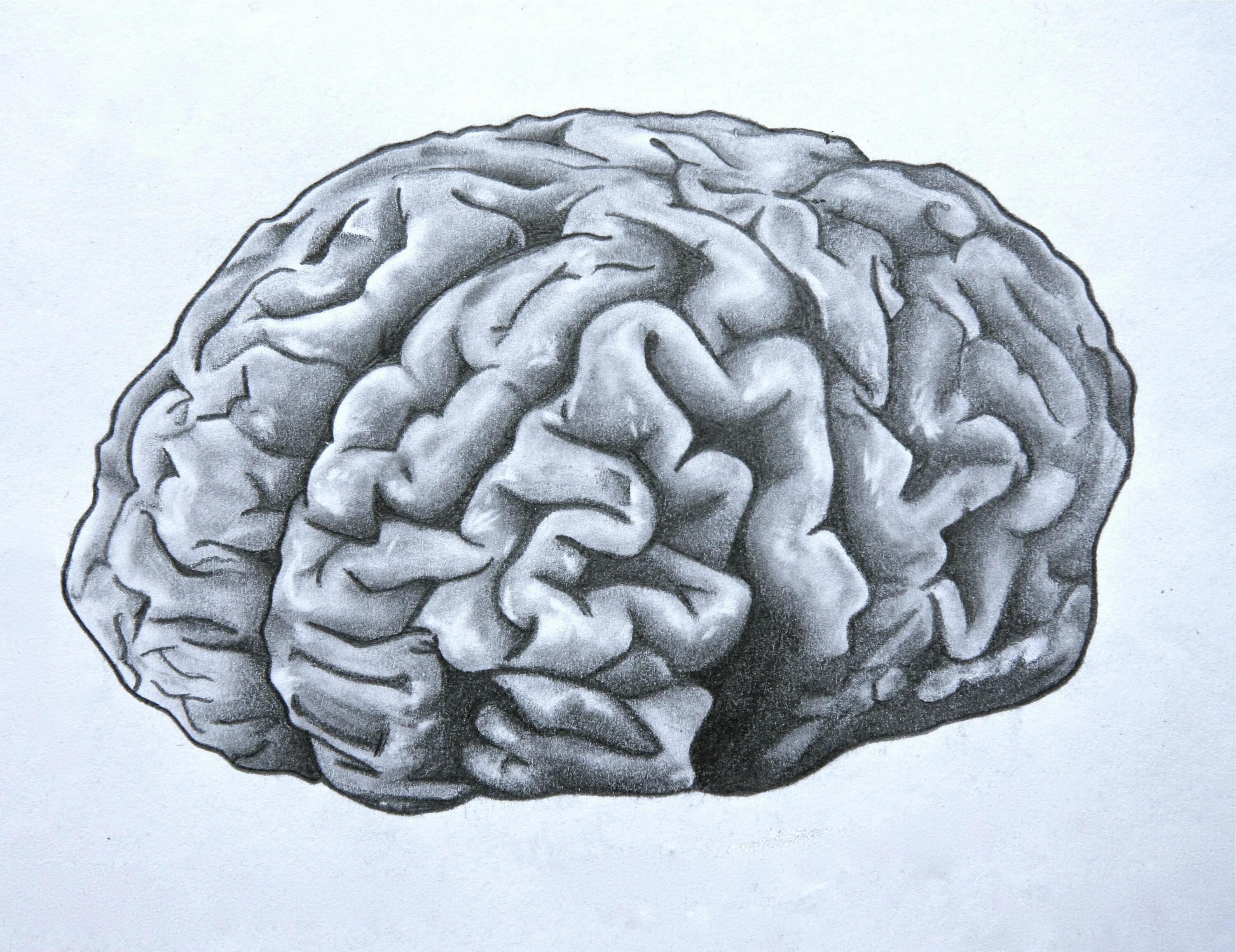 Brain h. Мозг анатомия. Мозг нарисованный. Мозги рисунок.