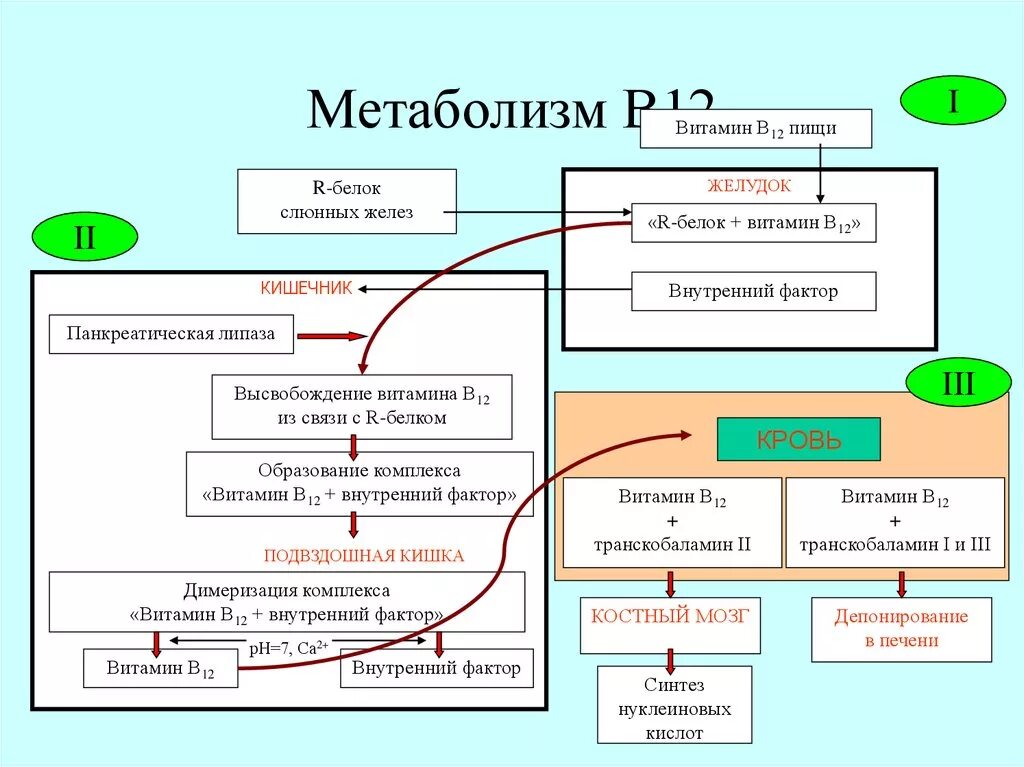 Синтез белка витамины. Схема метаболизма витамина в12. Обмен витамина в12 в организме схема. Метаболизм витамина б12. Метаболизм витамина b12.