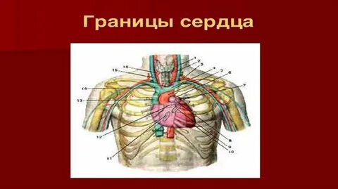 Верхняя и нижняя граница сердца