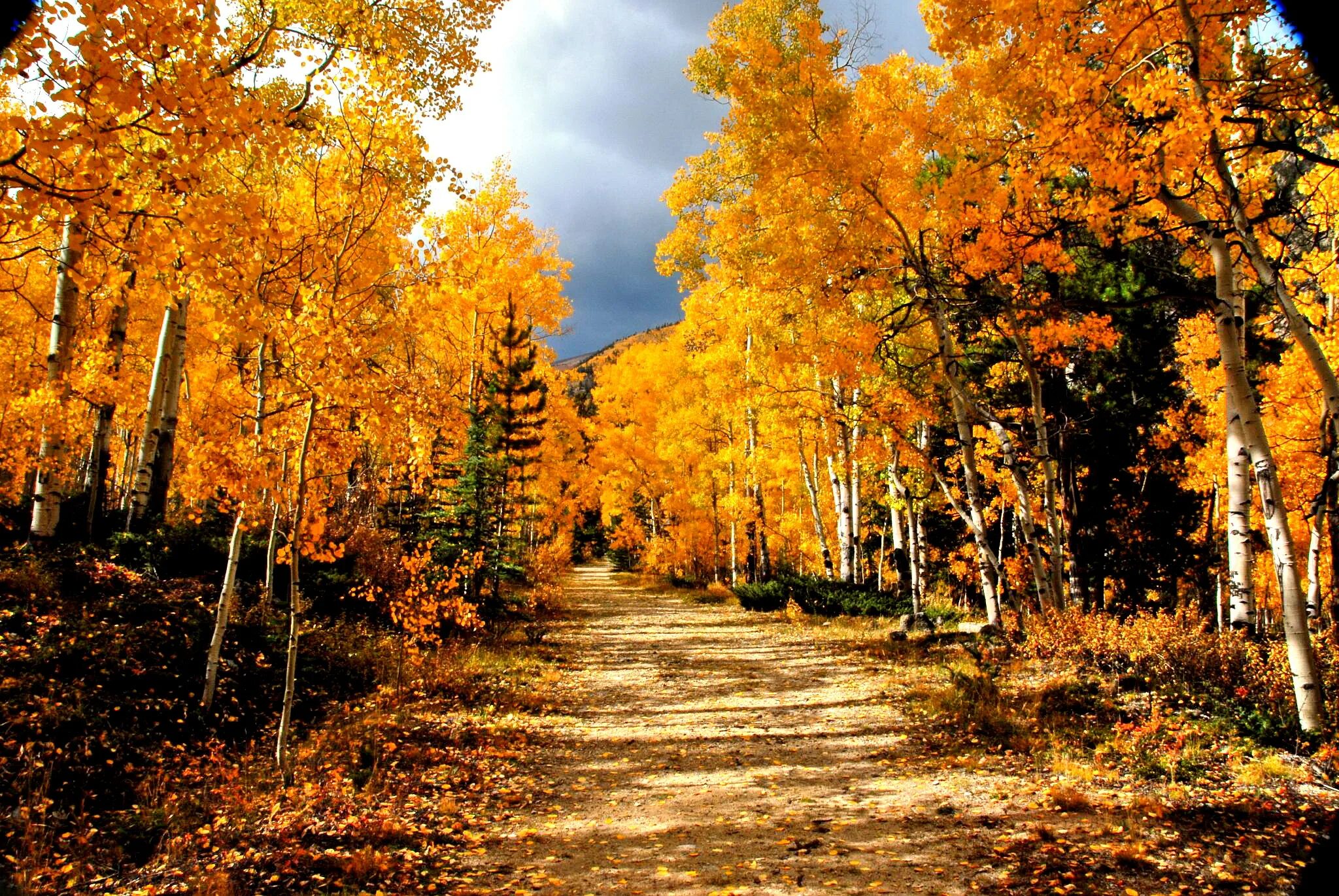 Былым осенью. Осенний лес. Осень в лесу. Лес осенью. Золотая осень.