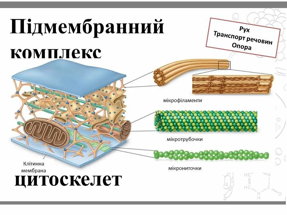 Цитоплазма и цитоскелет. Элементы цитоскелета. волокна цитоскелета. цитоскелет мышечной ткани. цитоскелет симпласта.
