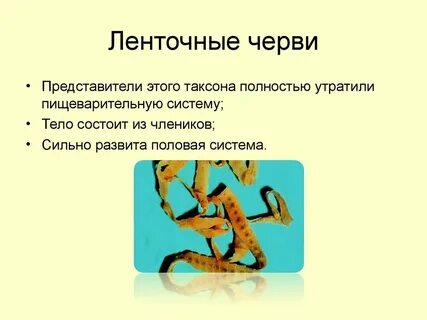 Представители ленточных червей