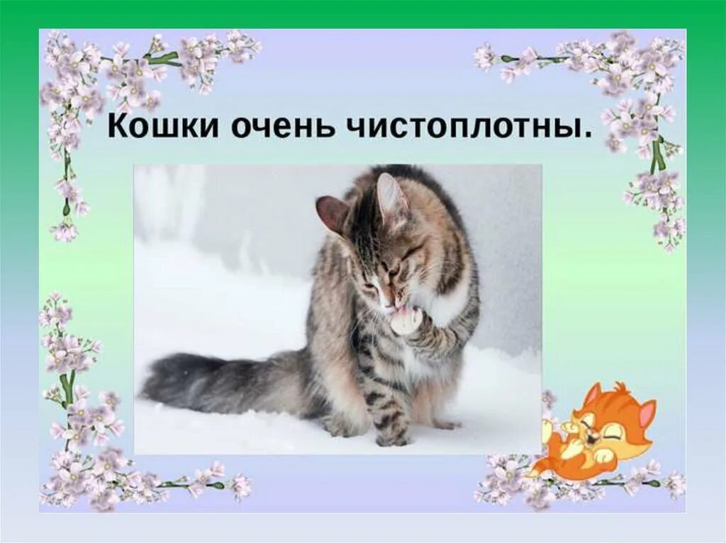 Мой питомец кошка 1 класс