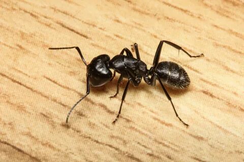 Black ant муравьи