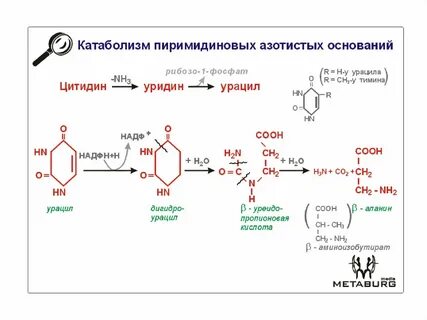 Азотистый обмен в печени